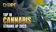 Top 10 Cannabis Strains of 2023: The Year's Best Buds