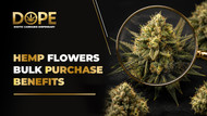 Hemp Flowers Bulk Purchase Benefits