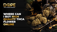 Where Can I Buy High-Quality THCA Flower Online?