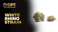 White Rhino Strain: Effects, Flavor & Terpenes Guide