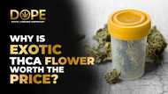 Why Is Exotic THCA Flower Worth the Price?