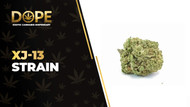 XJ-13 Strain: Citrus Flavor, Effects & Sativa Genetics