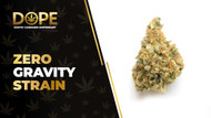 Zero Gravity Strain Review: Flavor, Effects & THC