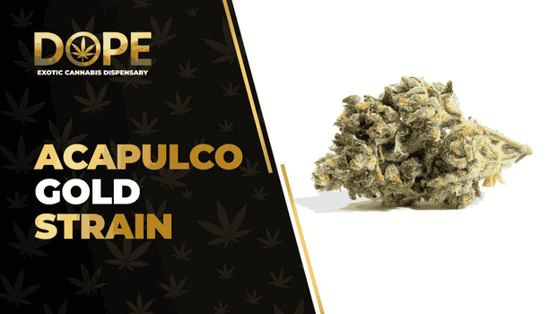 Acapulco Gold Strain Review: Effects, Flavor & High