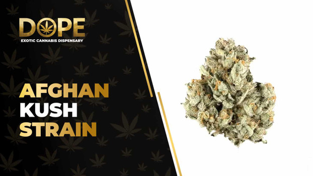 Afghan Kush Strain Review: Earthy Flavor & Relaxation