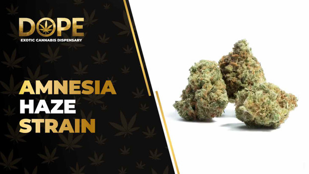 Amnesia Haze Strain Review: Citrus Flavour & Effects
