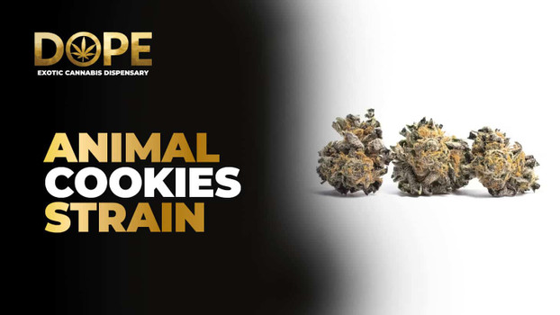 Animal Cookies Strain Review | Effects, Flavor & Grow Guide