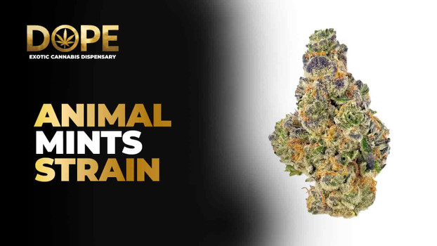Animal Mints Strain Review | Effects, Flavor & Grow Guide