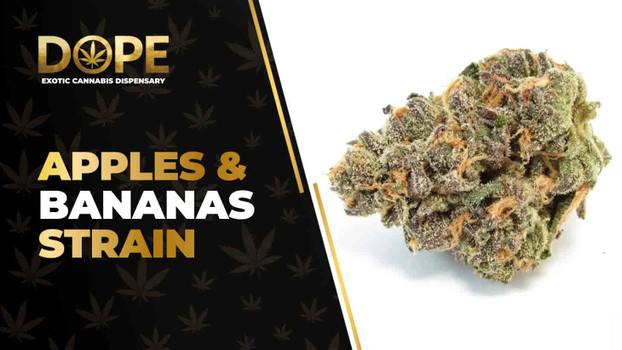 Apples & Bananas Strain Review: Flavor, Effects & Potency