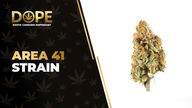 Area 41 Strain: Genetics, Effects, Flavor & THCA Flower