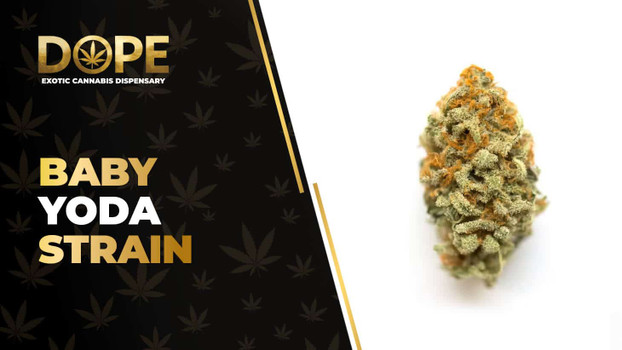 Baby Yoda Strain: Flavor, Effects, Genetics & THCA Flower