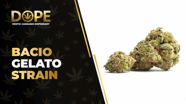 Bacio Gelato Strain Review: Effects, Flavor & THC Guide