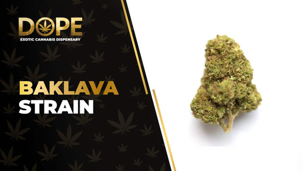 Baklava Strain: Genetics, Effects, Flavor & THCA Flower