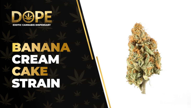 Banana Cream Cake Strain Review: Flavor & Effects Guide