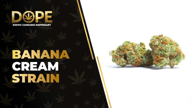 Banana Cream Strain: Flavor, Effects & THCA Flower