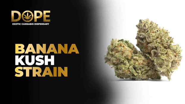 Banana Kush Strain Guide 2025: Flavor, Effects & Growing Tips