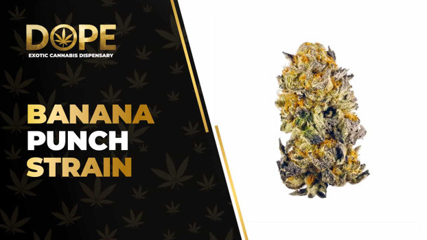 Banana Punch Strain Review: Sweet Flavour & Relaxation