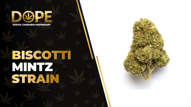 Biscotti Mintz Strain: Flavor, Effects & Hybrid Genetics