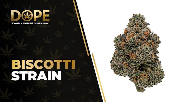 Biscotti Strain Review: Flavor, Effects & Potency Guide
