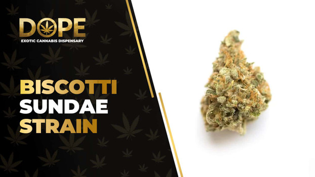 Biscotti Sundae Strain: Flavor, Effects & Genetics