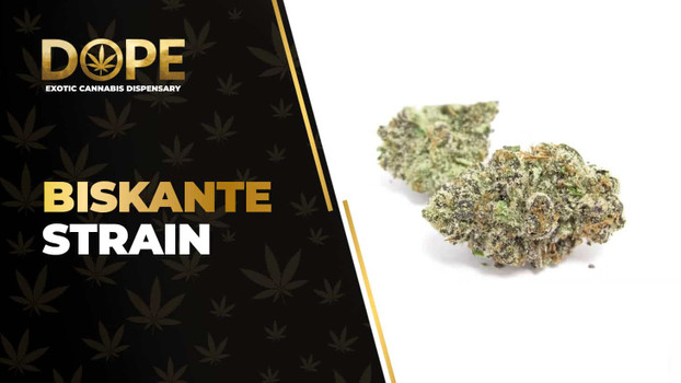 Biskante Strain Review: Citrus Flavour & Uplifting Effects
