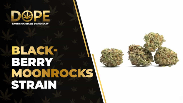 Black-Berry MoonRocks Strain: Flavour, Effects & Genetics
