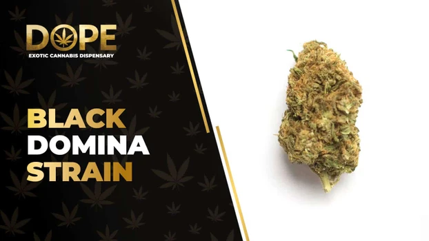 Black Domina Strain: Effects, Flavor & THCA Flower