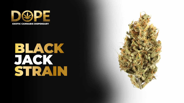 Black Jack Strain Review | Effects, Flavor & Growing Guide