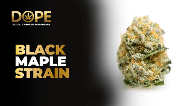 Black Maple Strain Review | Flavor, Effects & Grow Guide