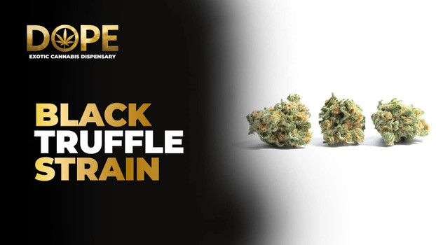 Black Truffle Strain Review | Flavor, Effects & Grow Guide