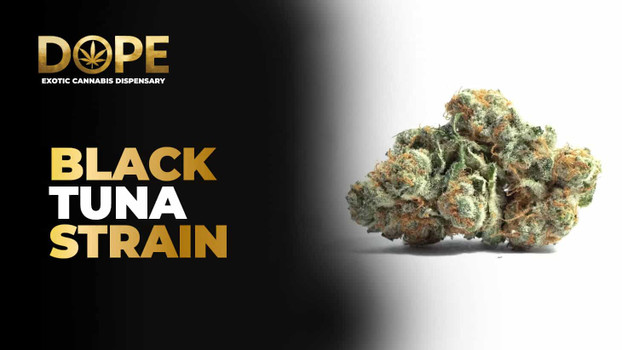 Black Tuna Strain Review | Effects, Flavor & Grow Guide