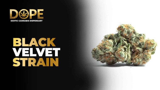 Black Velvet Strain Review | Effects, Flavor & Grow Guide