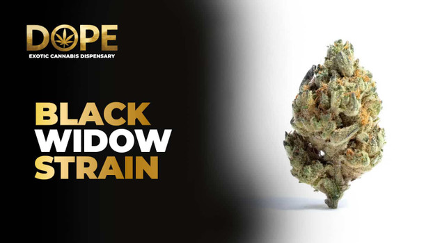 Black Widow Strain Review | Effects, Flavor & Grow Guide
