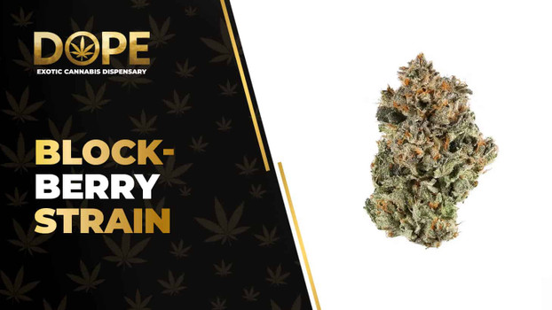 Block-Berry Strain: Flavor, Effects & THCA Flower Guide