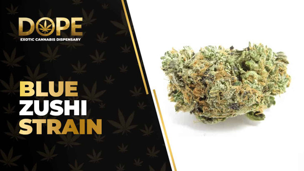 Blue Zushi Strain Review: Flavor, Effects & Potency