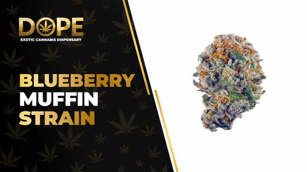 Blueberry Muffin Strain: Flavor, Effects & Genetics