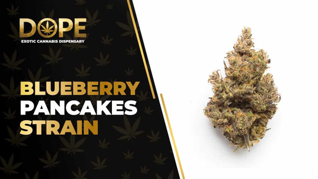 Blueberry Pancakes Strain: Effects, Flavor & THCA Flower