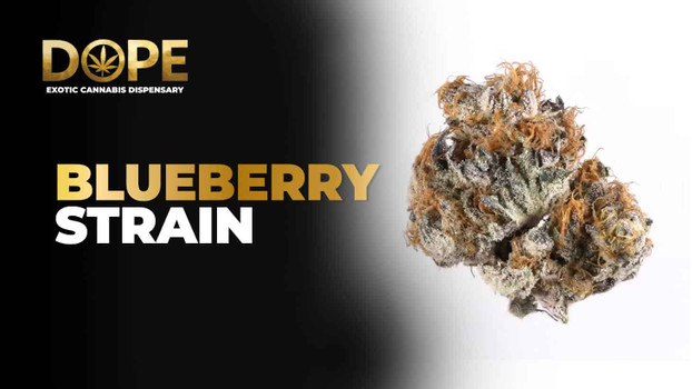 Blueberry Strain 2025: Taste, Effects & Grow Tips