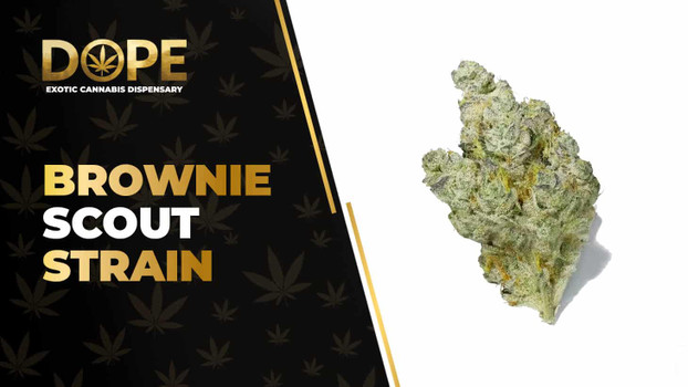 Brownie Scout Strain: Chocolate Flavor, Effects & Genetics