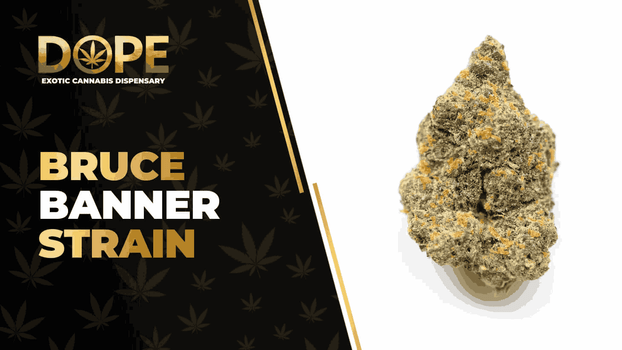 Bruce Banner Strain Review: Potent & Energizing Hybrid