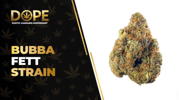 Bubba Fett Strain Review: Effects, Flavour & THC Guide