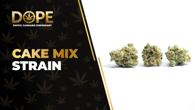 Cake Mix Strain Review: Sweet Flavor & Balanced High