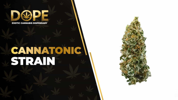 Cannatonic Strain Review: Calm CBD Hybrid Effects