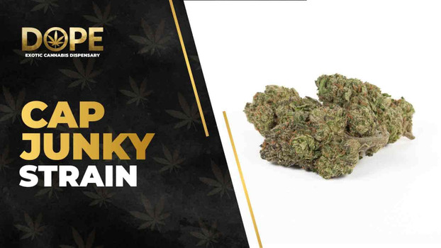 Cap Junky Strain Review: High THC & Relaxing Effects