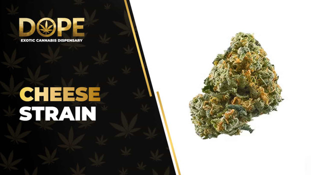 Cheese Strain Review: Skunky Aroma & Relaxing Effects