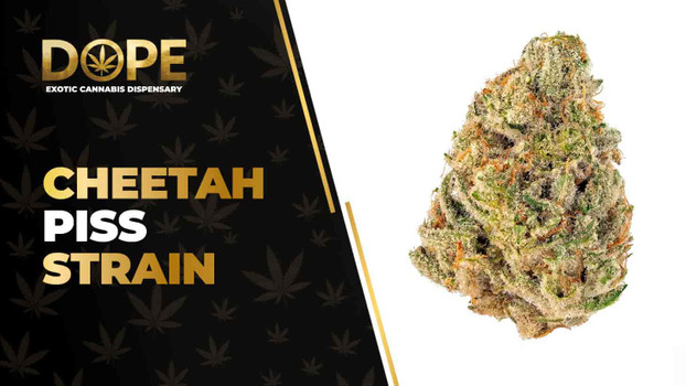 Cheetah Piss Strain Review: Flavor, Effects & Potency