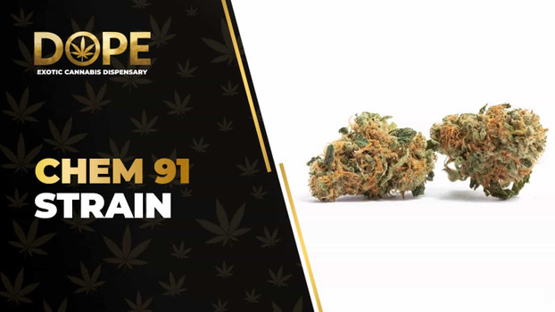 Chem 91 Strain Review: Effects, Flavor & Growing Guide