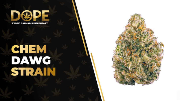 Chem Dawg Strain Review: Effects, Flavor & THC Guide