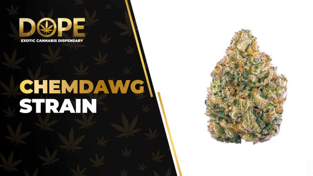 Chemdawg Strain: Flavor, Effects, Genetics & THCA Flower
