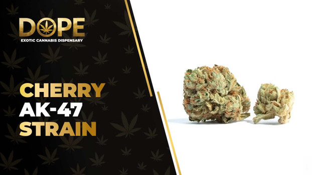 Cherry AK-47 Strain: Effects, Flavor & THCA Flower
